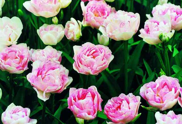 tulpe